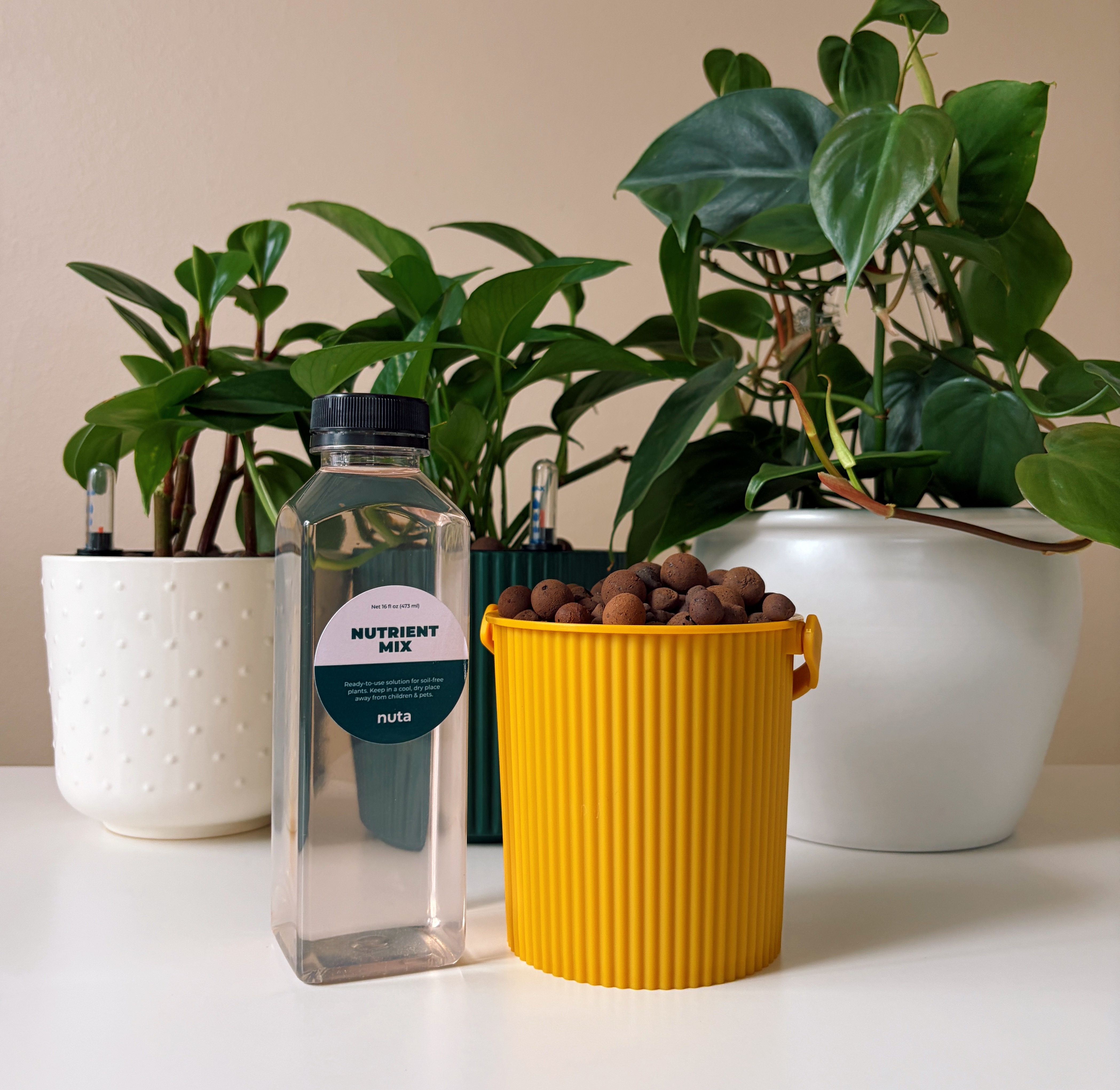 Nuta plants in clay pebble planters