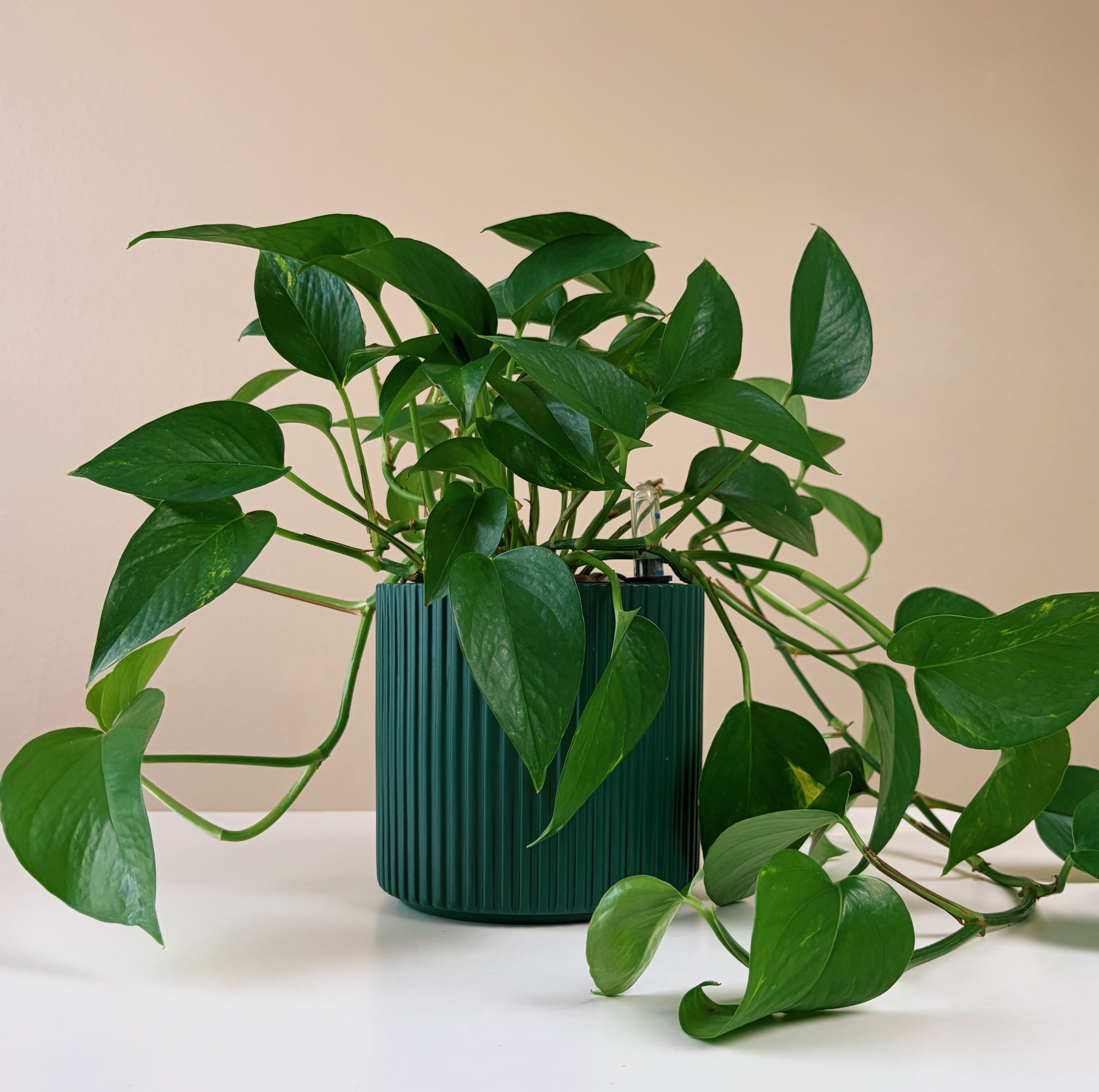 Pothos