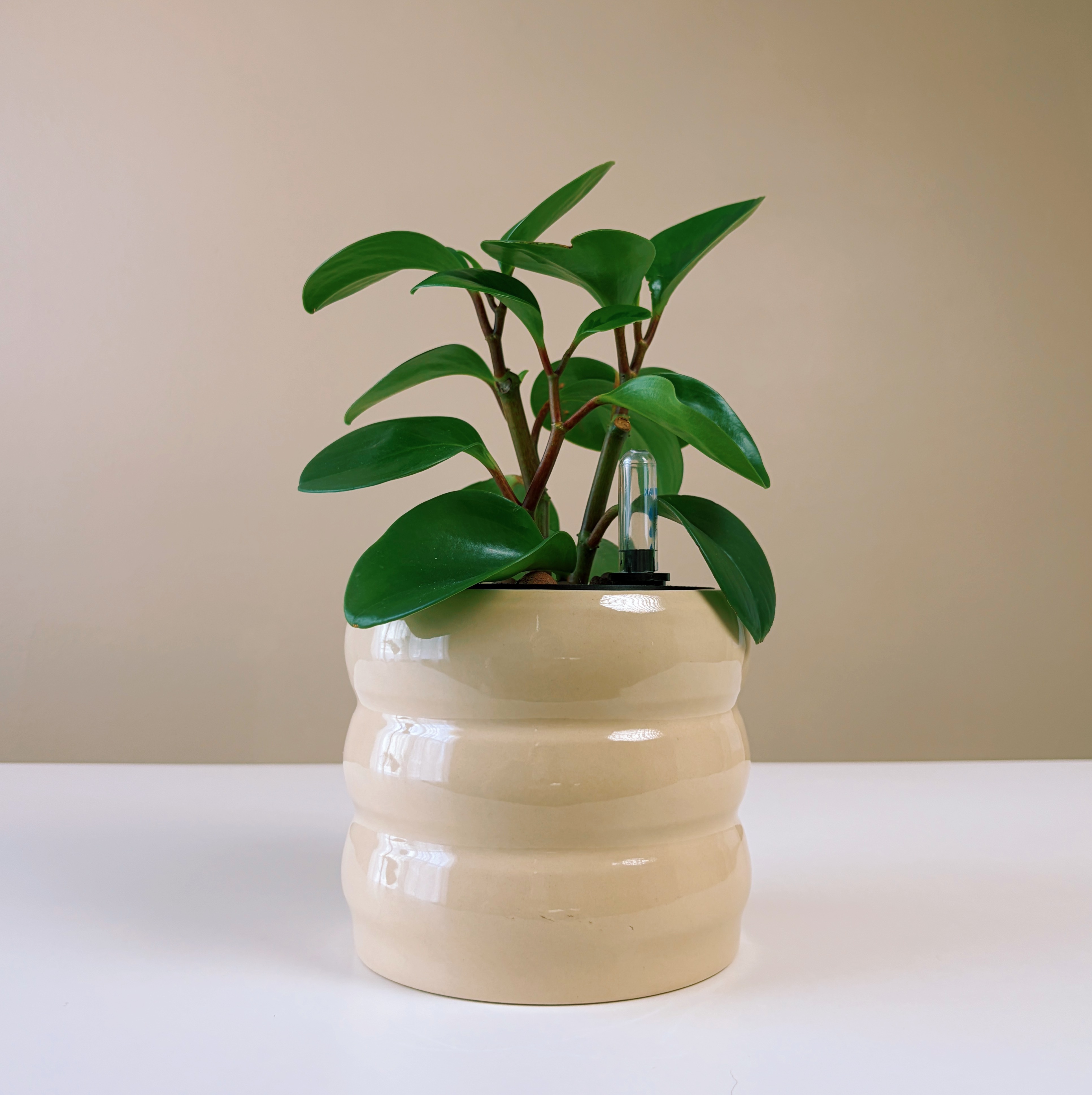 Peperomia