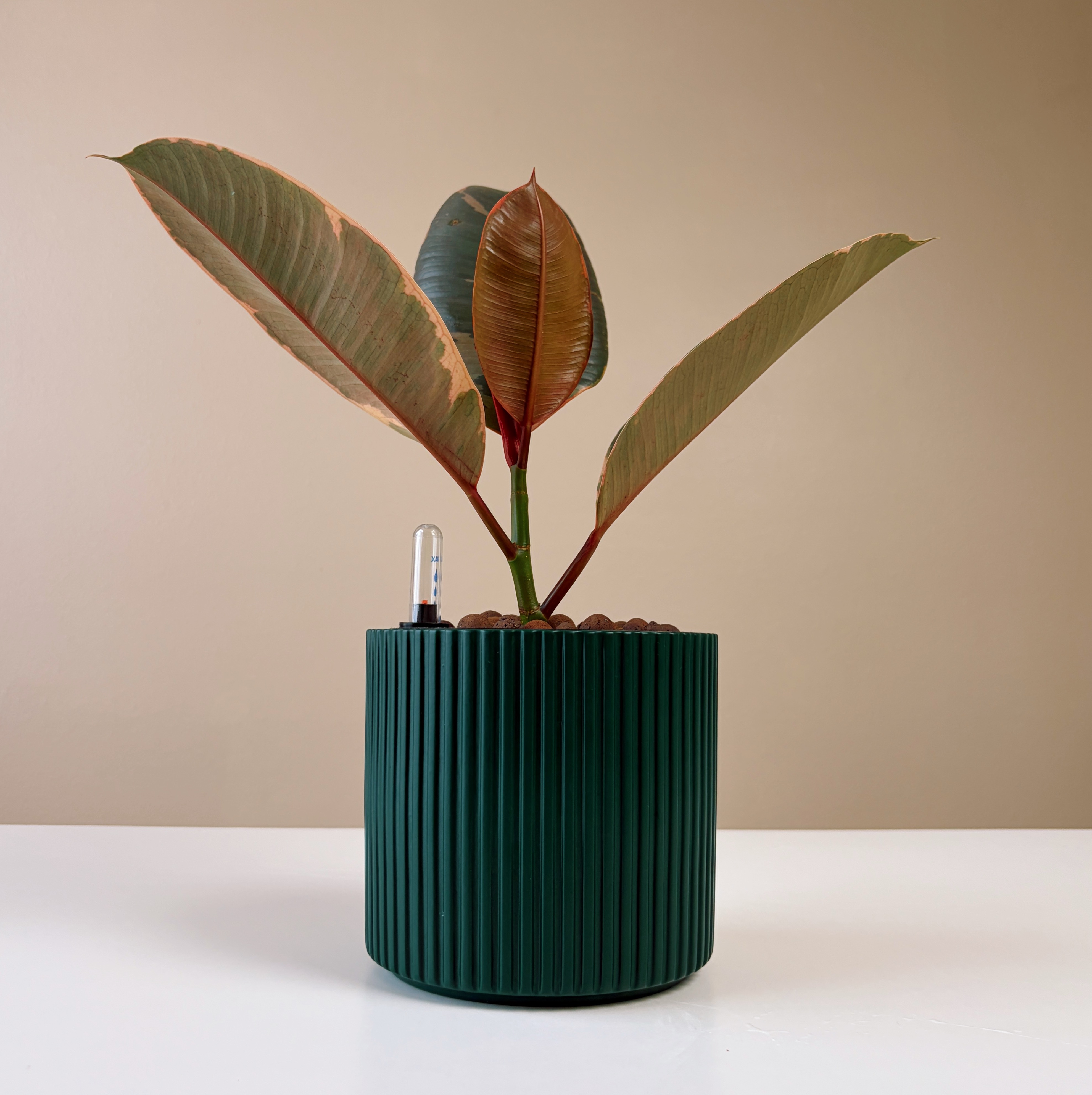 Rubber Plant